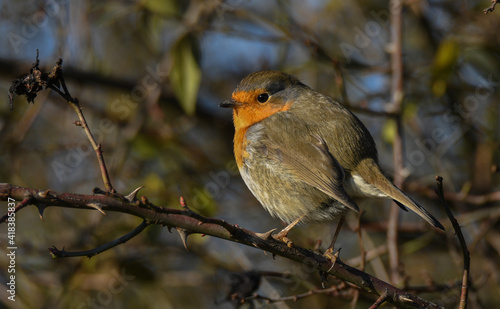 Rotkehlchen - European Robin (Erithacus rubecula)