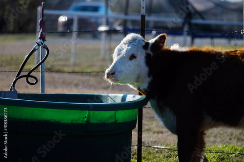 Canvas Print Hereford calf at water trough on farm, animal hydration.
