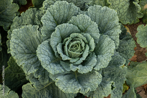 close-up of savoy cabbage on a field
