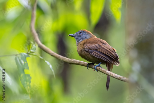 Female antbird perched calmly on a branch in search of food