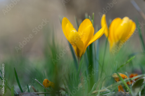 Group of yellow crocus in the forest in February