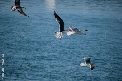 Birds soar over the pacific ocean in Los Angeles 