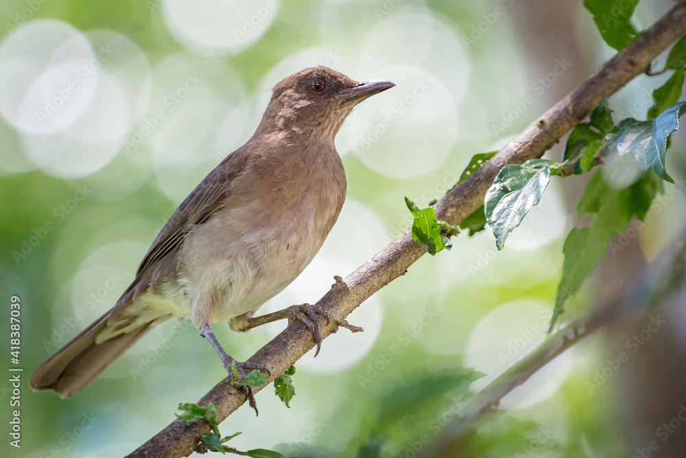 Common bird perched on a branch with small leaves with a circular green bokeh in the background Common bird perched on a branch with small leaves with a circular green bokeh in the background