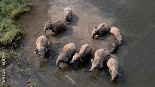 Wildlife in Asia. Close-up aerial view of a breeding herd of elephants Water plays at Lampang Thailand.
