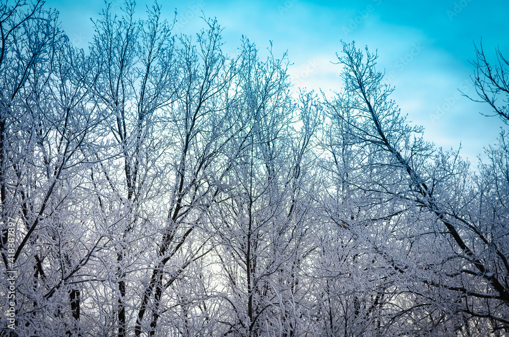 Trees and beautiful birch-blue sky. Trees and beautiful birch-blue sky.