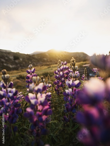 Closeup detail of purple blue andean mountain flower plant lupin chocho Lupinus mutabilis Quilotoa Ecuador South America photo