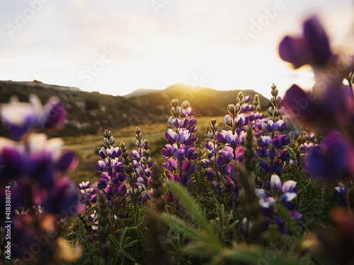 Closeup detail of purple blue andean mountain flower plant lupin chocho Lupinus mutabilis Quilotoa Ecuador South America