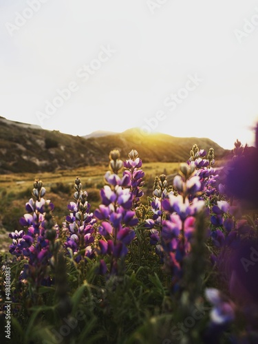 Closeup detail of purple blue andean mountain flower plant lupin chocho Lupinus mutabilis Quilotoa Ecuador South America photo