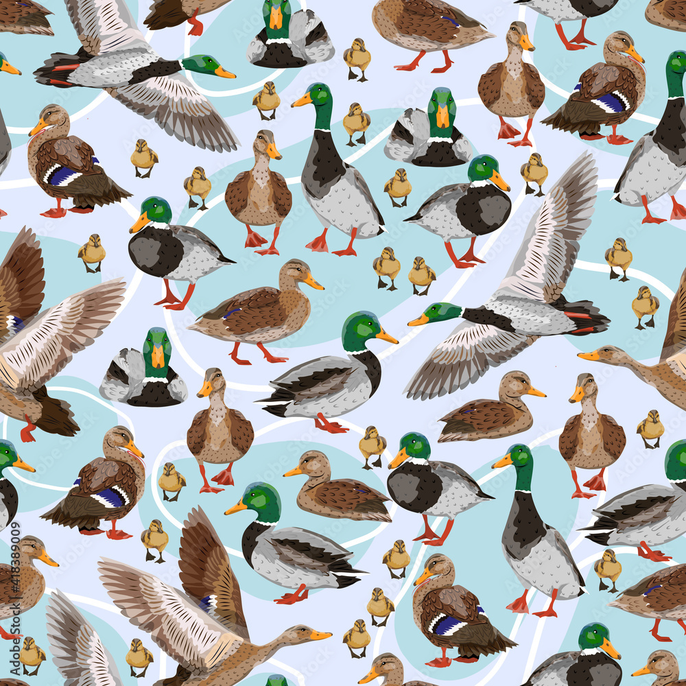 Seamless pattern with mallard ducks. Male, female and ducklings of the Mallard duck Anas platyrhynchos. Realistic vector illustration of wild birds of Europe, America and North Africa. - obrazy, fototapety, plakaty 
