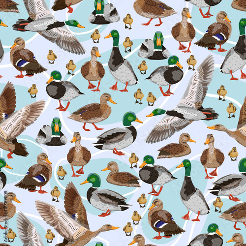 Seamless pattern with mallard ducks. Male, female and ducklings of the Mallard duck Anas platyrhynchos. Realistic vector illustration of wild birds of Europe, America and North Africa.
