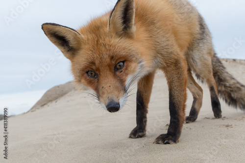 Fototapeta Naklejka Na Ścianę i Meble -  A curious fox came to say hello, photographed in the dunes of the Netherlands.