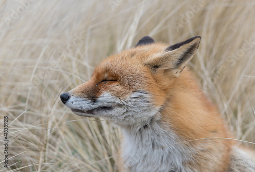Red fox is relaxing out of the wind, photographed in the dunes of the Netherlands. © Tim