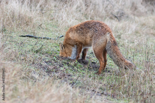 Red Fox is looking for his food supply that he had hidden underground. Which he also found after putting his head in the ground  photographed in the dunes of the Netherlands.