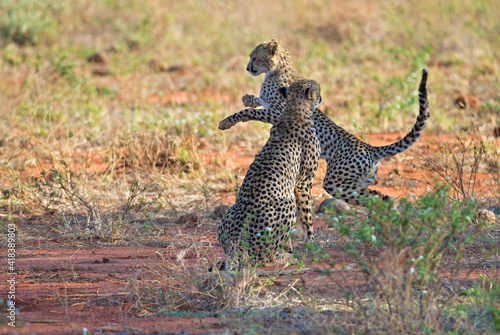 Fototapeta Naklejka Na Ścianę i Meble -  Cheetah mom and cub