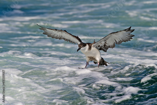 Great Shearwater