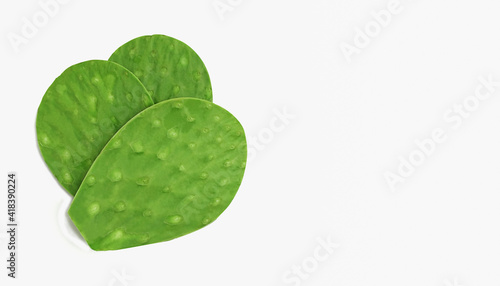 spineless green cactus leaf nopal (Opuntia ficus-indica) with copy space photo