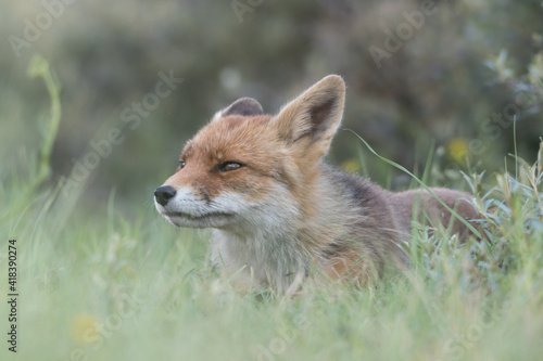 Red fox is relaxing in the sand, photographed in the dunes of the Netherlands. © Tim