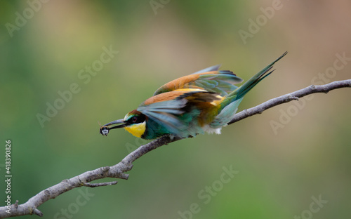 Bienenfresser European bee-eater (Merops apiaster)