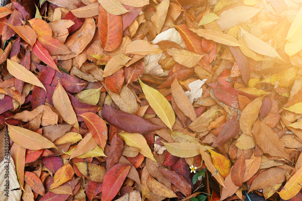 Autumn colors. Fallen leaves of trees, with sunlight. Autumn colors. Fallen leaves of trees, with sunlight.