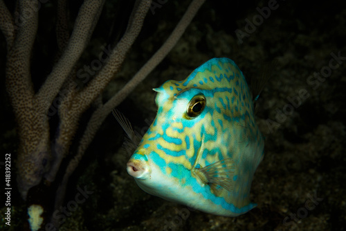 Underwater view of a cowfish, close up, Eleuthera, Bahamas photo