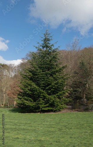 Winter Foliage of an Evergreen Caucasian or Nordmann Fir Tree (Abies nordmanniana) with a Stunning Blue Sky Background Growing in a Park in Rural Devon, England, UK photo