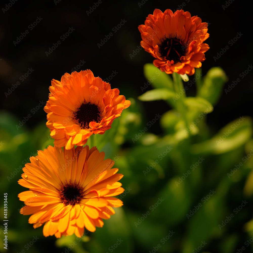 three flowers marigold in garden on green background. this flower is also known as scotch marigold. Macro orange beautiful flowers in the garden. three flowers marigold in garden on green background. this flower is also known as scotch marigold. Macro orange beautiful flowers in the garden.