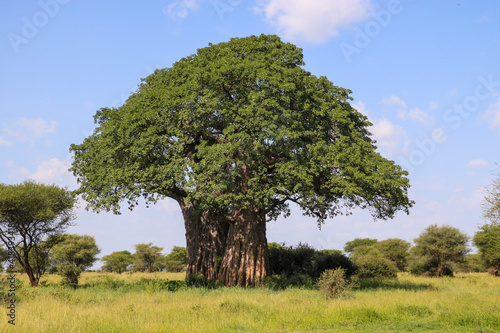Baobab tree in savannah