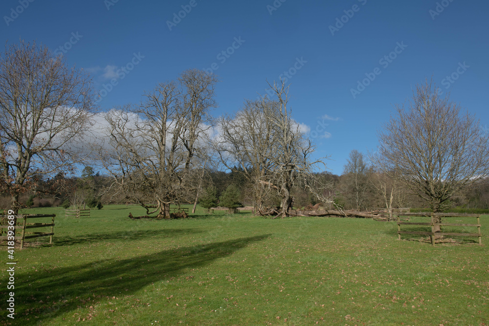 Winter Parkland Landscape with a Fallen Oak Tree and a Bright Blue Sky Background in the Rural Devon Countryside, England, UK