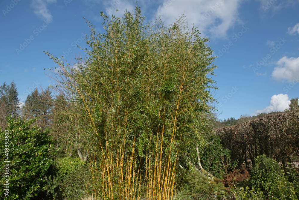 Obraz premium Winter Sun on the Evergreen Showy Yellow Groove Bamboo Plant (Phyllostachys aureosulcata f. spectabilis) Growing in a Garden in Rural Devon, England, UK