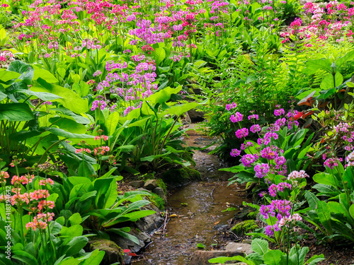 Εκτύπωση καμβά Very boggy quarry garden with giant Candelabra primroses, Primula x bulleesiana hybrid