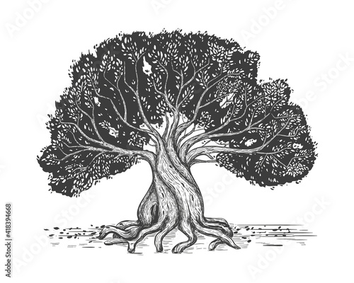 Family tree hand drawn sketch print. Genealogical tree. Stylized old olive tree.