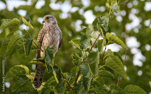 Turmfalke - common kestrel (Falco tinnunculus)