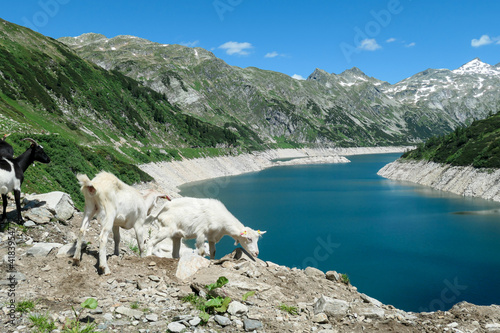 A group of goats playing at the artificial lake side in high Alps. The lake stretches over a vast territory, shining with navy blue color. The dam is surrounded by high mountains. Natural habitat