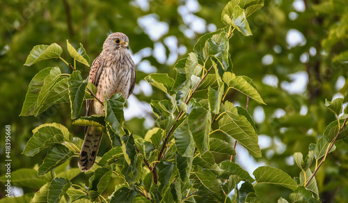 Turmfalke - Common Kestrel (Falco tinnunculus)