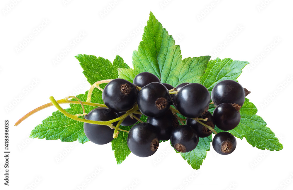 Heap of black currant berries (Ribes nigrum) with foliage isolated on white Heap of black currant berries (Ribes nigrum) with foliage isolated on white