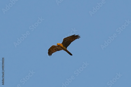 Pied Harrier