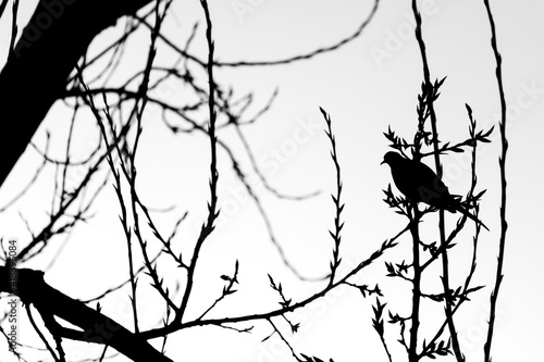 Silhouette of a bird in a tree on a branch