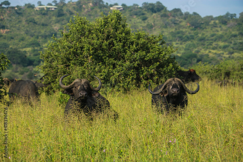 Canvas Print Buffalos on safari  in Tarangire national park, Tanzania
