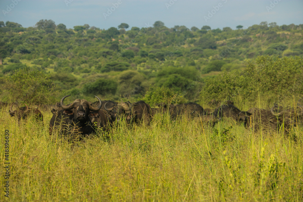 Buffalo wildebeest in serengeti national park