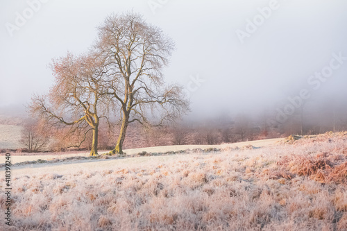 A frosty winter countryside landscape of a lone tree and fog outside of Callander in Loch Lomond and The Trossachs National Park of the Scottish Highlands. photo