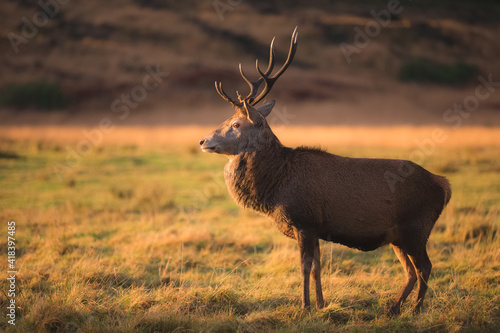 Wildlife portrait of a Scottish Red Deer (Cervus elaphus scoticus) stag in the golden countryside of Glen Etive in the Scottish Highlands, Scotland. © Stephen