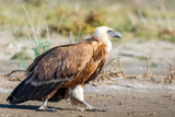 Griffon Vulture walk
