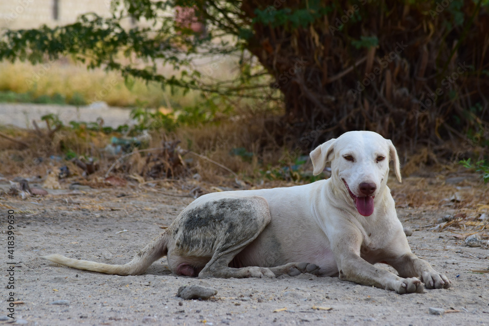 dog lying outside street road. White Asian animal homeless footpath, outdoor natural background wallpaper photo dog lying outside street road. White Asian animal homeless footpath, outdoor natural background wallpaper photo