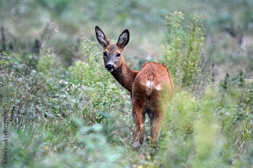 Fototapeta Naklejka Na Ścianę i Meble -  sarna