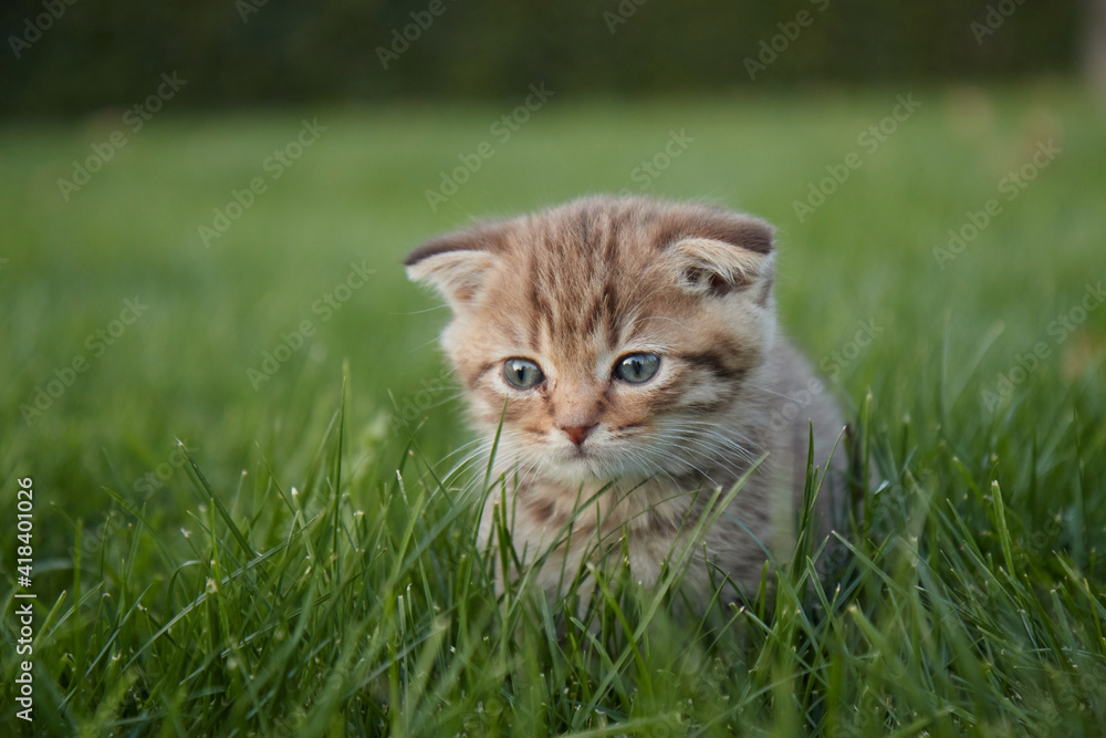 a small red kitten in the lush green grass sits and looks at the camera and plays in the grass