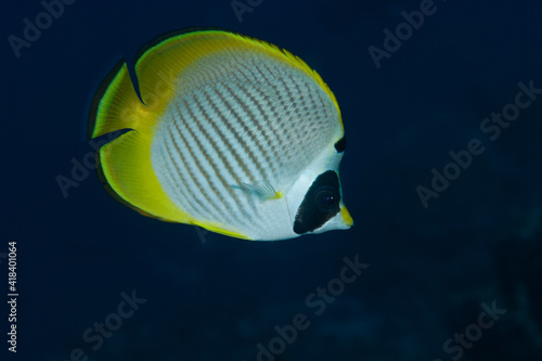 Panda butterflyfish (chaetodon adiergastos) in Layang Layang, Malaysia