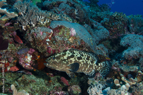 Camouflage grouper patrolling the reef in Layang Layang, Malaysia