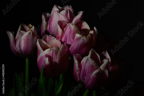 Tulips against a black background in studio.