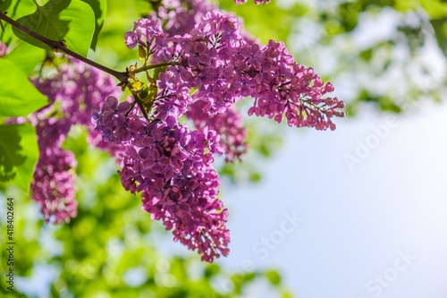 Lilac bloom sky blue spring. Purple gardening.