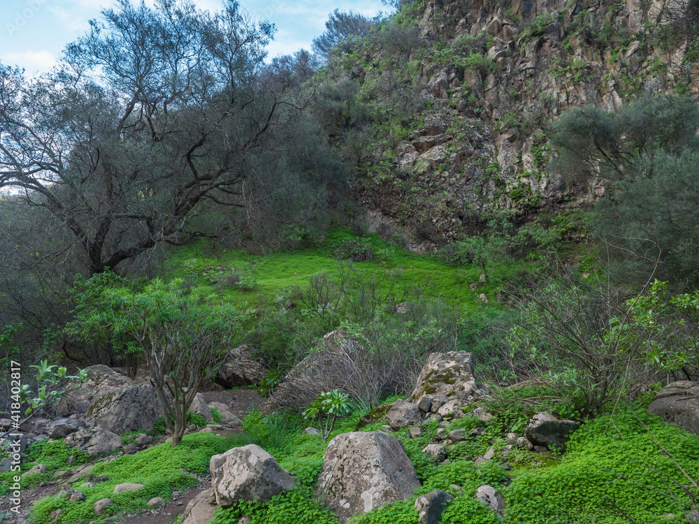 Lush landscape of Barranco de los Cernicalos with subtropical plants and cacti. Gran Canaria, Canary Islands, Spain